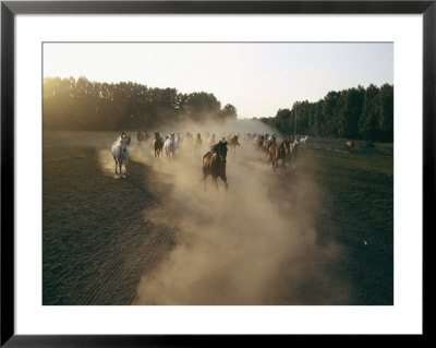 Horses Create A Dust Cloud As They Race Across A Field by Sisse Brimberg Pricing Limited Edition Print image