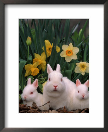 Netherland Dwarf Rabbits, Mother And Babies, Amongst Daffodils by Lynn M. Stone Pricing Limited Edition Print image