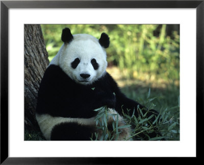A Giant Panda Eating Bamboo, National Zoo, Washington D.C. by Taylor S. Kennedy Pricing Limited Edition Print image