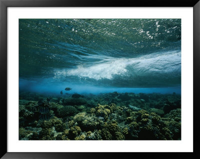 Underwater View Of A Wave Breaking Over A Reef by Nick Caloyianis Pricing Limited Edition Print image