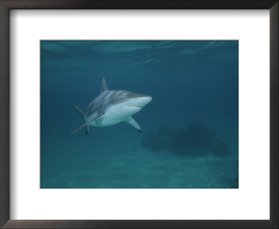 A Blacktip Shark In The Waters Off The Bahama Islands by Brian J. Skerry Pricing Limited Edition Print image