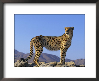 Portrait Of Standing Cheetah, Tsaobis Leopard Park, Namibia by Tony Heald Pricing Limited Edition Print image