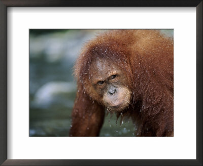 Juvenile Orang Utan Playing In Water, Gunung Leuser National Park, Sumatra Indonesia by Anup Shah Pricing Limited Edition Print image