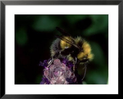 Bumble Bee On Flower, Oxfordshire, Uk by O'toole Peter Pricing Limited Edition Print image