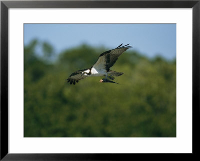 Osprey (Pandion Haliaetus) Flying With Catch, Lovers Keys, Florida by Roy Toft Pricing Limited Edition Print image