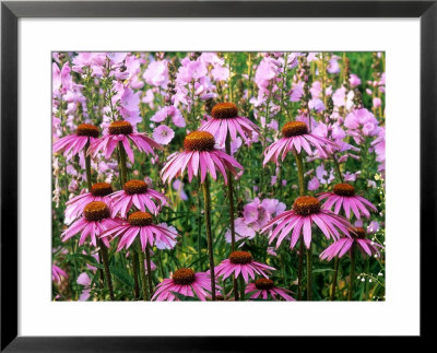 Pink Summer Border, Echinacea (Coneflower) And Sidalcea Malviflora Elsie Heugh (Checkerbloom) by Mark Bolton Pricing Limited Edition Print image