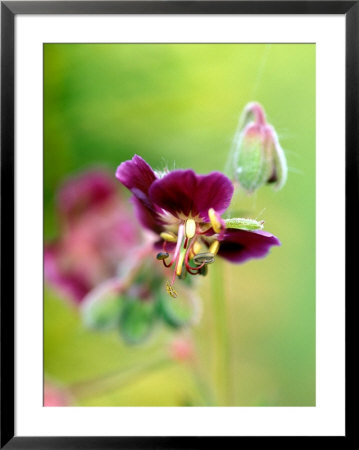 Geranium Samobor, Close-Up Of Purple Flower Head, September by Lynn Keddie Pricing Limited Edition Print image
