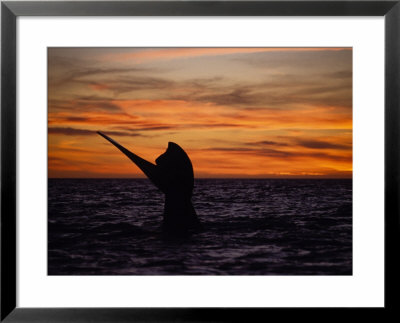 Southern Right Whale, Female At Sunset, Valdes Penin by Gerard Soury Pricing Limited Edition Print image