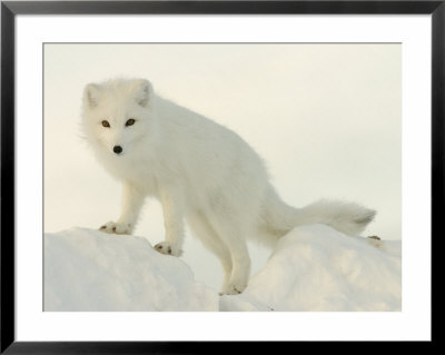 Arctic Fox, Along The Ice Edge Of Hudson Bay, Near Churchill, Canada by Daniel Cox Pricing Limited Edition Print image