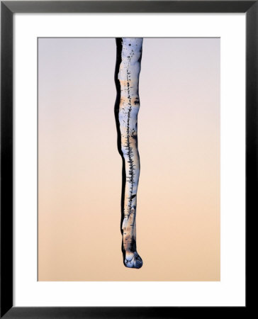 Single Icicle At Sunset, Devon, Uk by David Clapp Pricing Limited Edition Print image