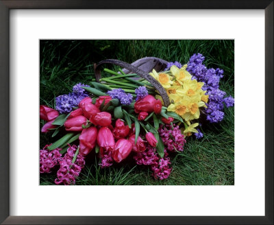 Spring Trug With Pink And Blue Hyacinthus Orientalis (Hyacinth) by Lynne Brotchie Pricing Limited Edition Print image