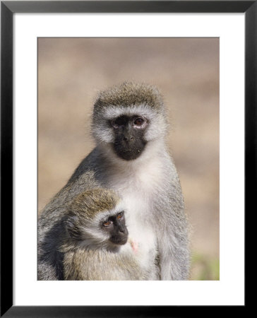 A Close View Of A Vervet Monkey And Her Baby by Kenneth Garrett Pricing Limited Edition Print image