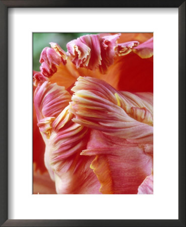 Tulipa Apricot Parrot (Parrot Tulip), Pink & Orange Flower by Chris Burrows Pricing Limited Edition Print image