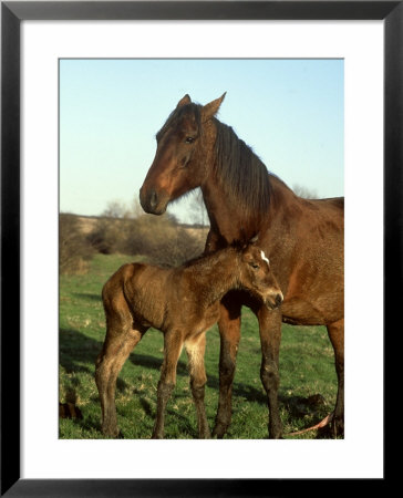 Horse, With Foal, Brown Mare And Newly Born South Yorkshire by Mark Hamblin Pricing Limited Edition Print image