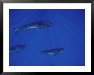 A Pod Of Pilot Whales Swims Off The Kona Coast by Bill Curtsinger Pricing Limited Edition Print image
