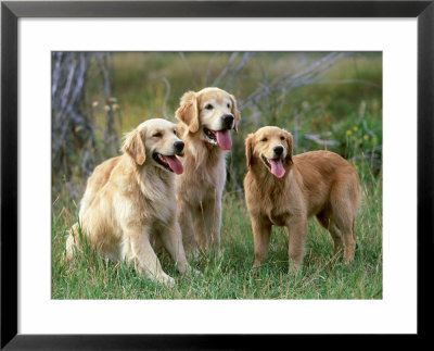 Golden Retriever, Adults With Older Pup Montana by Alan And Sandy Carey Pricing Limited Edition Print image