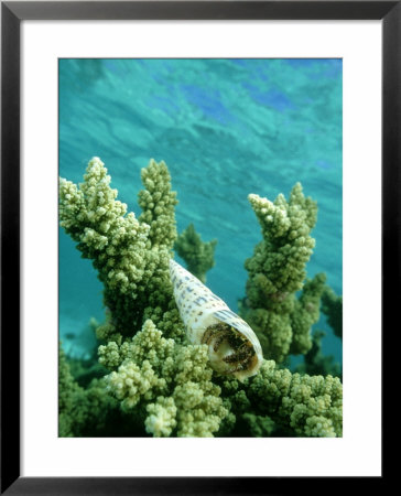 Hermit Crab In Auger Shell, New Caledonia by Tobias Bernhard Pricing Limited Edition Print image