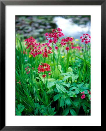 Primula Pulverulenta (Candida), Close-Up Of Flowers By A Pond by Pernilla Bergdahl Pricing Limited Edition Print image