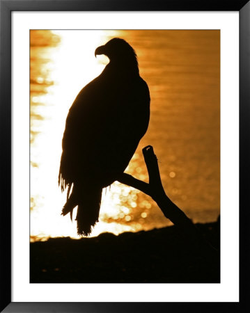American Bald Eagle Silhouette At Sunset(Haliaeetus Leucocephalus) by Roy Toft Pricing Limited Edition Print image