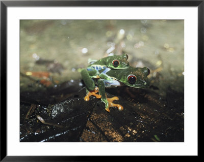 Two Red-Eyed Tree Frogs, Agalychnis Callidryas, Mate In A Rainforest by Bill Curtsinger Pricing Limited Edition Print image