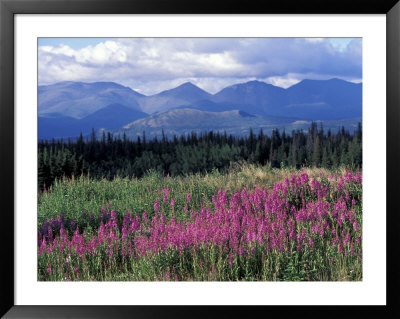 Fireweed Blooms Near Kluane National Park, Yukon, Canada by Paul Souders Pricing Limited Edition Print image