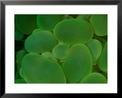 A Close View Of Bubble Coral by Wolcott Henry Pricing Limited Edition Print image