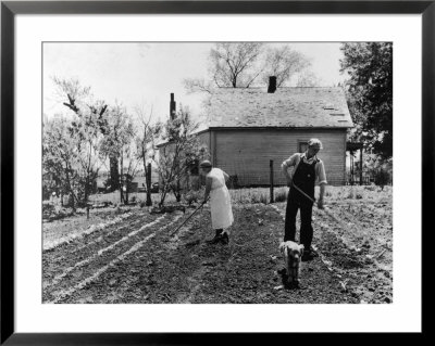 Couple Working In Garden On Farm Security Housing Project by Carl Mydans Pricing Limited Edition Print image