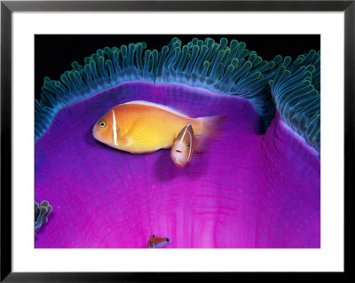 Pink Anemonefish Swim Near The Stinging Tentacles Of A Magnificent Sea Anemone by Wolcott Henry Pricing Limited Edition Print image