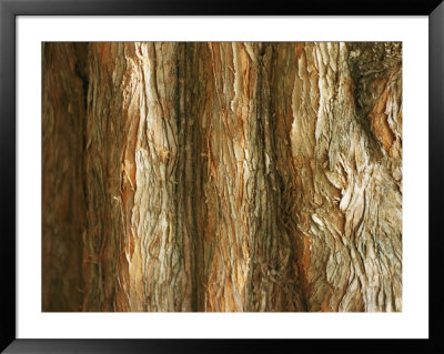 Close-Up Of Brown And Gray Rough Tree Bark by Al Petteway Pricing Limited Edition Print image