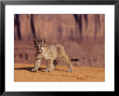 Mountain Lion, Portrait Of Young Cub, Usa by Daniel Cox Pricing Limited Edition Print image