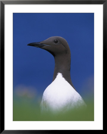 Guillemot, Close-Up Portrait Of Adult, Scotland by Mark Hamblin Pricing Limited Edition Print image
