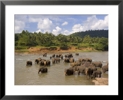 Elephants Bathing In The River, Pinnewala Elephant Orphanage Near Kegalle, Sri Lanka, Asia by Gavin Hellier Pricing Limited Edition Print image