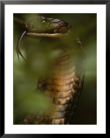 A Close View Of A King Cobra Flicking Its Tongue Out by Mattias Klum Pricing Limited Edition Print image