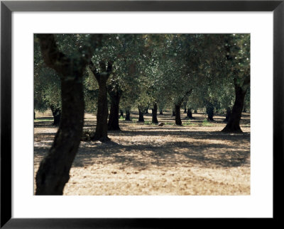 Olive Grove, Puglia, Italy, Europe by Oliviero Olivieri Pricing Limited Edition Print image