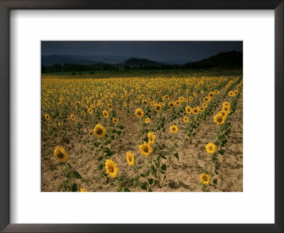 Sunflowers, The Corbieres, Aude, Languedoc-Roussillon, France by David Hughes Pricing Limited Edition Print image