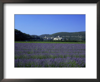 Lavender Fields Outside The Village Of Montclus, Gard, Languedoc Roussillon, France by Ruth Tomlinson Pricing Limited Edition Print image