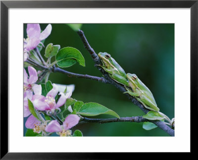 Two Frogs On Branch by Nancy Rotenberg Pricing Limited Edition Print image