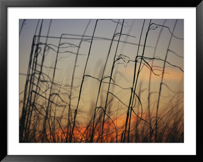 Tall Grasses Blowing In The Wind At Twilight by Raymond Gehman Pricing Limited Edition Print image