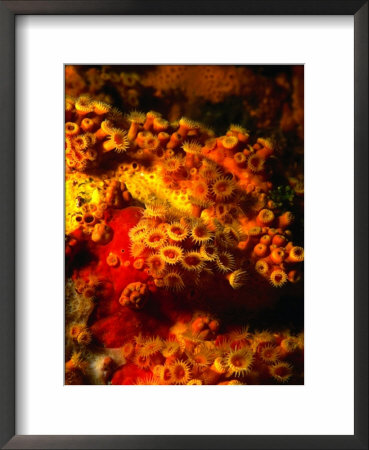 Zoanthids And Sponges, Tie Dye Arch, Poor Knights Islands Marine Reserve, New Zealand by Jenny & Tony Enderby Pricing Limited Edition Print image