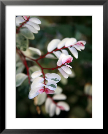 Pink And White Flower by Nicole Katano Pricing Limited Edition Print image