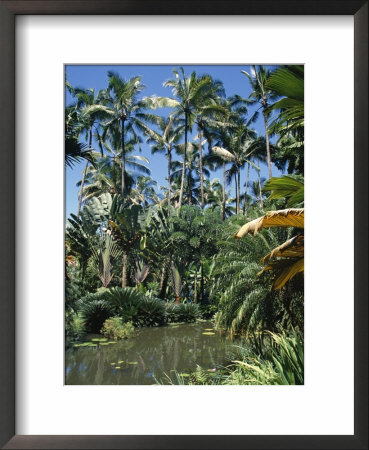 Coconut Palms And Fan Palms, Tropical Botanical Gardens, Hilo, Hawaiian Islands by Tony Waltham Pricing Limited Edition Print image
