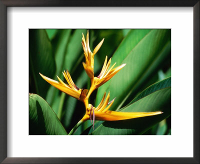 Bird Of Paradise Flower, Almond Beach Club, Spa, St James by Holger Leue Pricing Limited Edition Print image