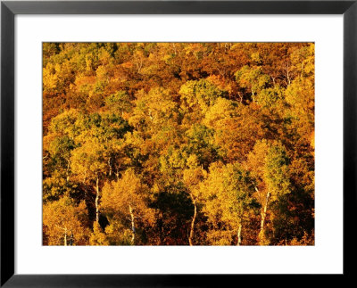 Autumn Foliage On Aspen Trees, Steamboat Springs, Colorado by Holger Leue Pricing Limited Edition Print image