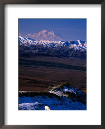 Mount Mckinley With Dall Sheep In Foreground, Denali National Park And Preserve, Alaska by Mark Newman Pricing Limited Edition Print image
