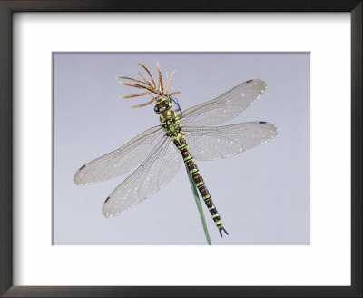Southern Hawker Dragonfly (Aeshna Cyanea) Female, Uk by Kim Taylor Pricing Limited Edition Print image
