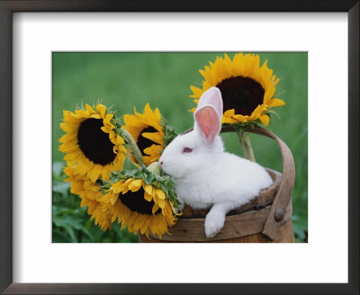 New Zealand Rabbit In Basket With Sunflowers, Usa by Lynn M. Stone Pricing Limited Edition Print image
