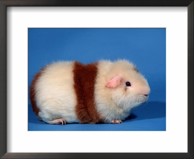 Red And White Rex Guinea Pig by Petra Wegner Pricing Limited Edition Print image