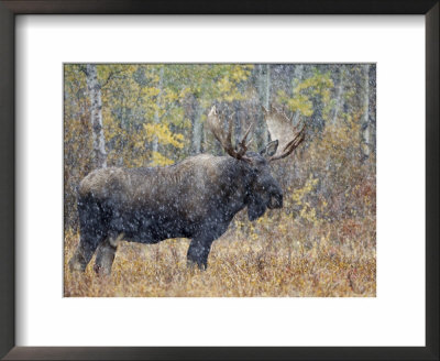 Moose Bull In Snow Storm With Aspen Trees In Background, Grand Teton National Park, Wyoming, Usa by Rolf Nussbaumer Pricing Limited Edition Print image