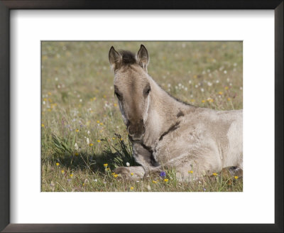 Grulla Colt Lying Down In Grass Field With Flowers, Pryor Mountains, Montana, Usa by Carol Walker Pricing Limited Edition Print image