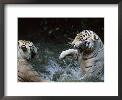 White Tigers Play Fighting In Water, India by Anup Shah Pricing Limited Edition Print image